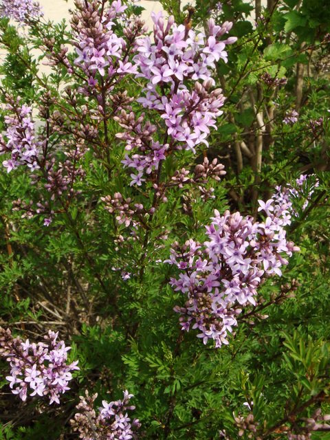 Syringa afghanica fleur